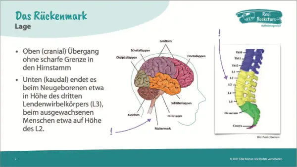 trainer-theorie-gehirn-600 reflexintegration-ausbildung-online-theorie